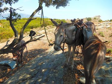 Free donkey rides