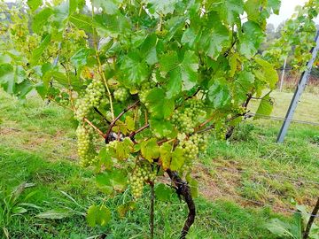 Melbury vale vineyard (added by manager 25 mar 2024)