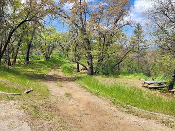 Track through the trees
