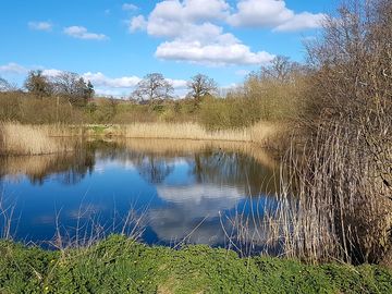 Dragonfly pond