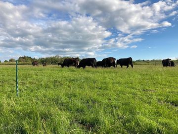 Cattle next to the paddock