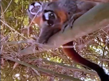 Último refugio natural en la ciudad de oxapampa. monos silvestres