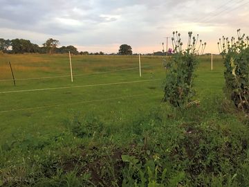 The pitches