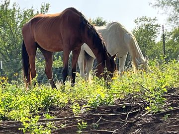 Horses on site
