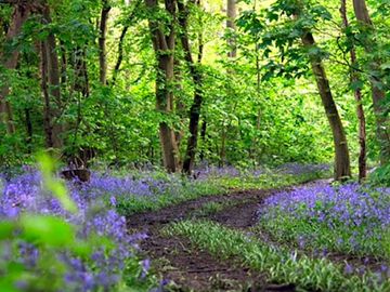 Woodland path in spring