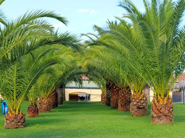 Green areas around the swimming pool