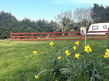 Standard pitch with spring flowers in bloom