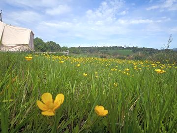 Wildflower fields