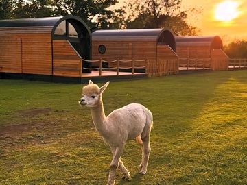 Alpaca strolling around!