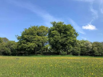 Mature oak trees