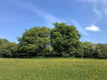 Mature oak trees (added by manager 03 oct 2021)