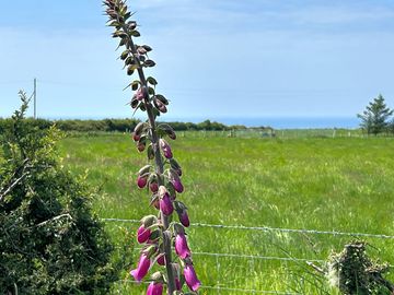 Foxglove overlooking cardigan bay.