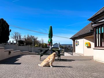 Dogs welcome