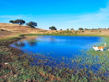 Wildlife pond in the grounds
