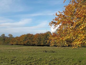 Field next door to a sssi woodland