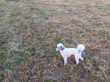Dogs are welcome on site