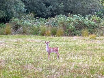 A baby deer on one of the camping pitches. (added by manager 28 jul 2023)