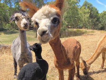 The alpaca family (added by manager 01 feb 2024)