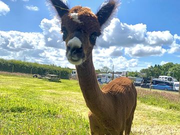 Gatsby the alpaca