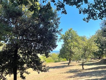 Sea view from the olive grove