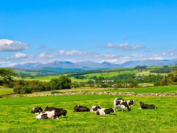Cows in the neighbouring field