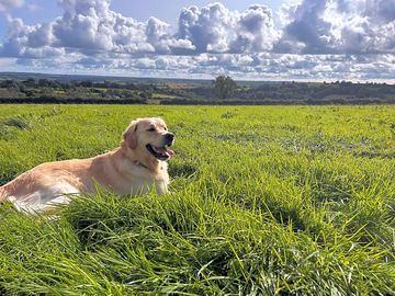 Enclosed dog field was an added bonus!