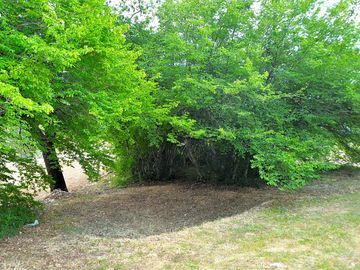 Wild pitches among the trees