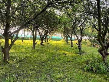 Pitches between fruit trees in the orchard (added by manager 09 may 2024)