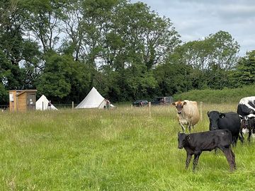 Cows in the next field