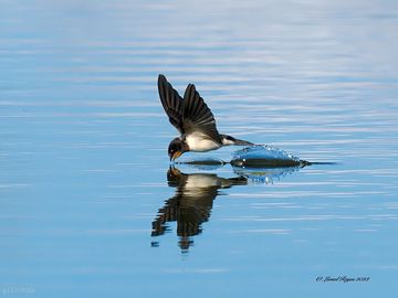 Swallow drinking (added by manager 28 may 2024)