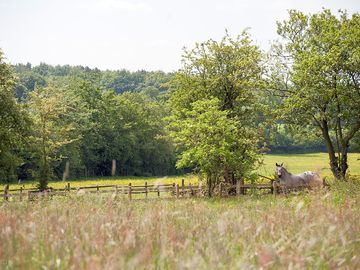 The ancient water meadow in full summer, with all the grasses going to seed