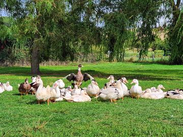 Ducks on the farm