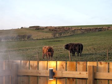 Behind the cabins you'll find the highland cow family.