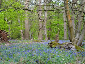 Ancient bluebell wood in spring (added by manager 30 mar 2022)