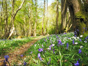 70 acres of ancient woodland to explore