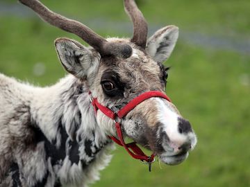 See reindeer at the park