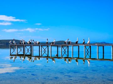 Pelicans which love to reside on the panorama caravan park jetty (added by manager 27 apr 2024)