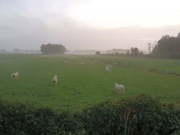 Sheep in the field (added by manager 30 nov 2022)