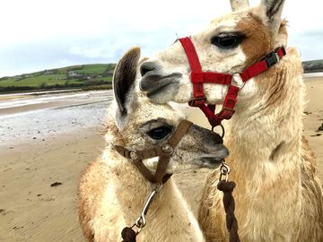 Llama trekking from the site
