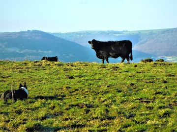 Welsh black cow and collie gem with valleys hills (added by manager 02 jul 2021)
