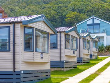Razorbill exterior