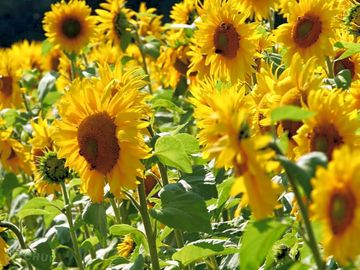 Sunflowers on site