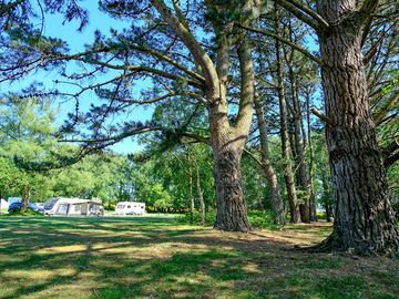 Tree lined pitches at holmsley
