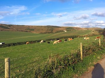 Cows grazing (added by manager 08 oct 2018)