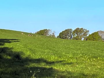 Herd of deer sunbathing