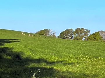 Herd of deer sunbathing (added by manager 05 may 2022)