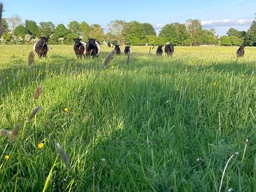 Cows on the working farm (added by manager 16 apr 2024)