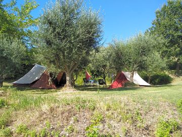 Pitches under the trees
