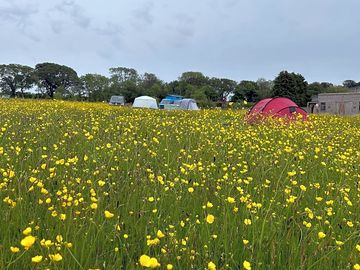 Grass pitches