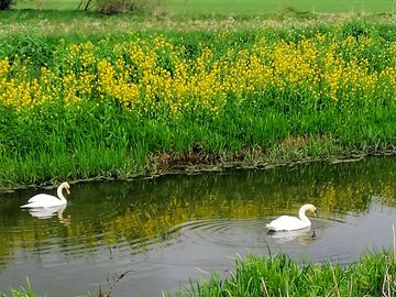 Swans on river